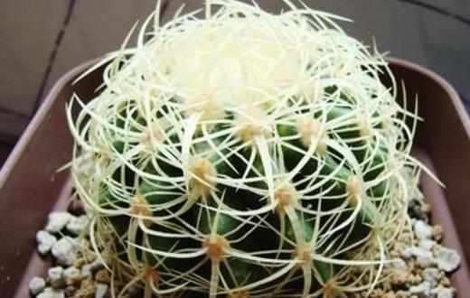 不太起眼能淨化空氣的綠色植物適合給室內添置的植物