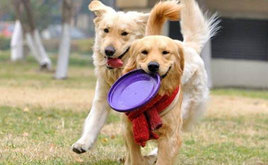 與狗狗互動交流感情的技巧互動訓練因犬制宜