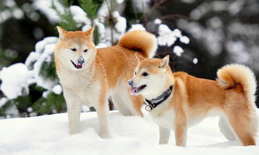 柴犬多少錢一隻？柴犬如何餵養？