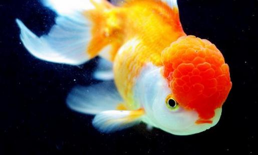 彩色球形珍珠金魚怎麼養?彩色球形珍珠金魚換水