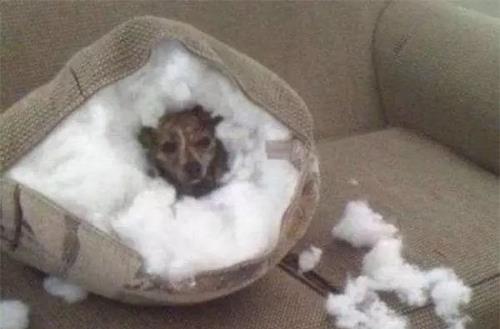 只有鏟屎官才瞭解的快樂容易躺槍的養狗錯誤觀念