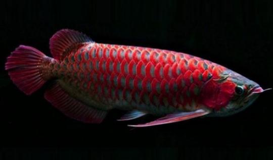 非洲龍魚怎麼養？非洲龍魚的飼養環境