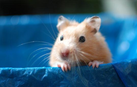 金絲熊怎麼養？金絲熊的飼養要點