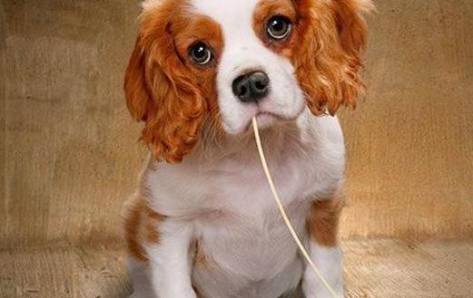 狗狗們挑食厭食的原因避免狗挑食的解決方法