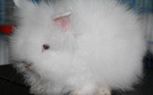 潔西伍莉的產地在哪裡？