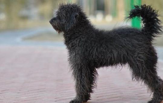 波利犬如何餵養？波利犬多少錢一隻？