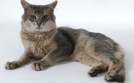 索馬利亞猫是什麼？索馬利亞猫怎麼養？