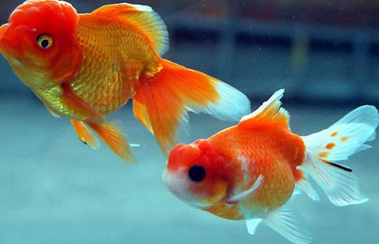 水泡金魚怎麼養？水泡金魚的飼養方法