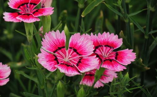 石竹是怎樣的?石竹對家居環境的影響