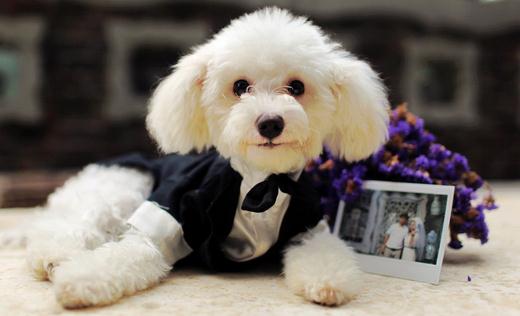 什麼是泰迪熊的逆向噴嚏如何解决呢？