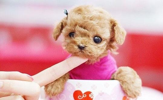 茶杯犬是什麼？茶杯犬多少錢一條？