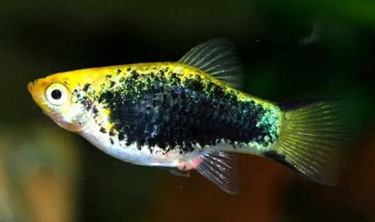 月光魚怎麼養？月光魚的飼養環境