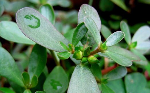 馬齒莧作用大花盆裏栽一棵觀賞食用都不錯
