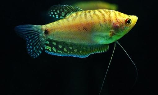 曼龍魚的簡介-曼龍魚的特徵