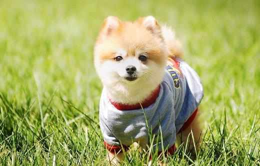 家庭常備寵物藥箱給狗狗喂藥的小技巧