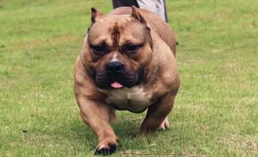 惡霸犬是怎樣的？惡霸犬怎樣餵養？