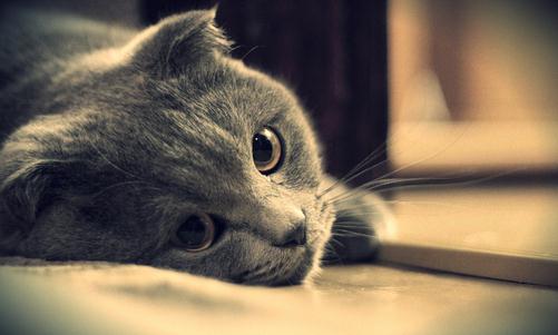 養貓的猫砂的選購技巧