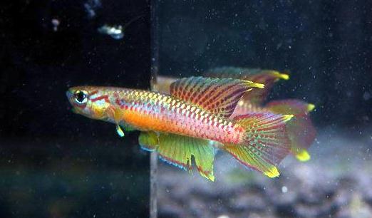 二線琴尾鱂怎麼養？二線琴尾鱂的飼養環境