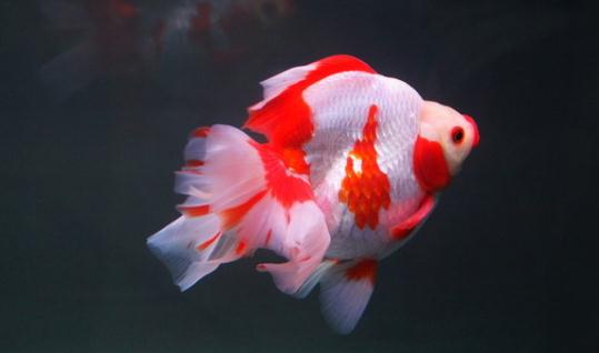 短尾琉金魚怎麼養?短尾琉金魚的品種有哪些?