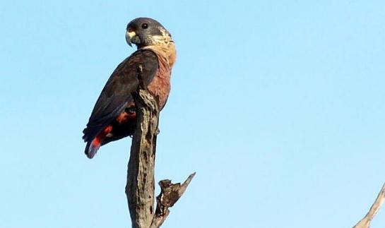 暗色鸚鵡的產地暗色鸚鵡的飼養方法