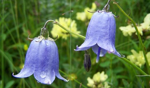 鈴蘭是什麼?鈴蘭對家居環境的影響