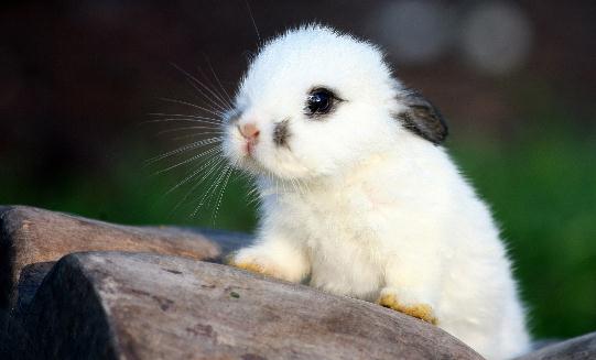 侏儒海棠兔怎麼養？侏儒海棠兔吃什麼？