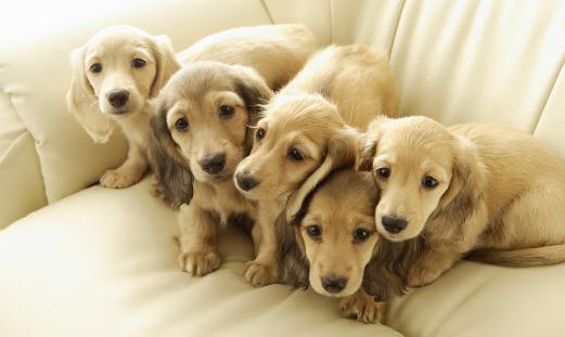 狗狗驅蟲策略你都瞭解嗎