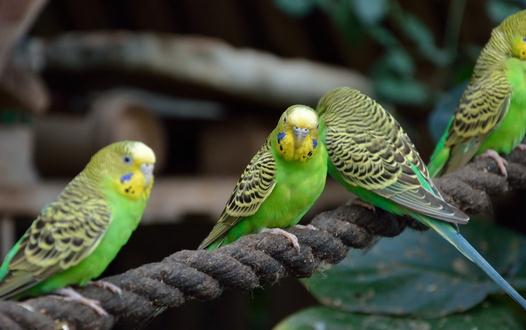 虎皮鸚鵡怎麼分公母？虎皮鸚鵡會長大嗎？