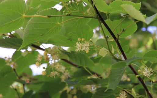 驢友們一定要認識的六種救命草