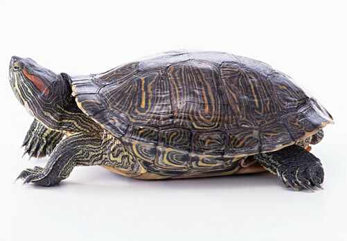 巴西龜的介紹-巴西龜怎麼養？