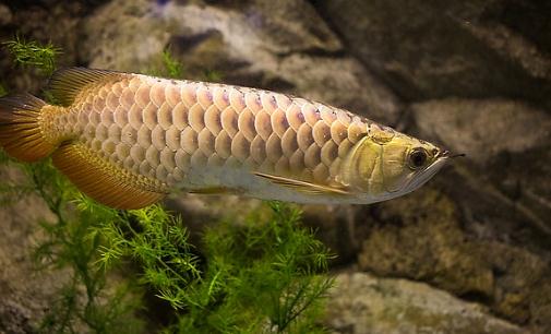 金龍魚怎麼養？金龍魚如何飼養？