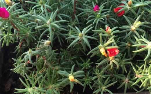 植物栽種之前給土壤進行消毒家庭養花土壤消毒的方法