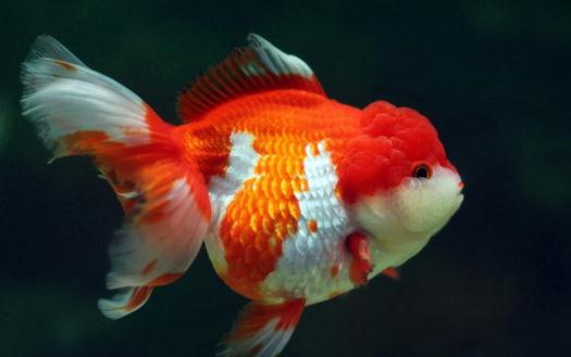 獅子頭金魚是什麼？獅子頭金魚如何挑選？