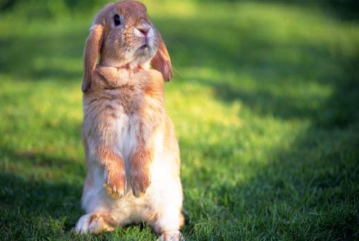 安哥拉兔的產地是哪裡？安哥拉兔的價格