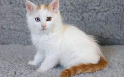 土耳其梵猫的生活習性-土耳其梵猫的簡介