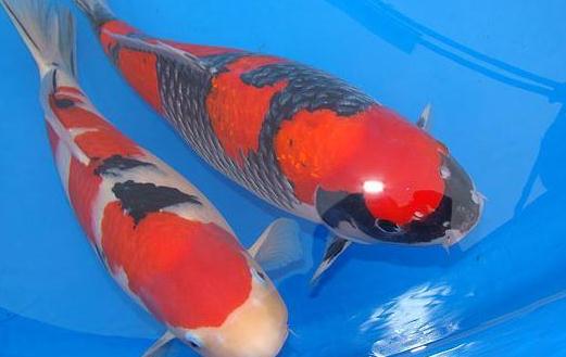 花紋皮光鯉怎麼養？花紋皮光鯉的養法