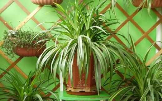 如果你也養花那麼你必須注意這些事