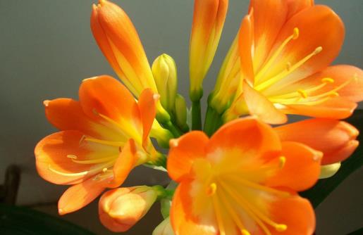 在家想養花就選這3種開花長達100天