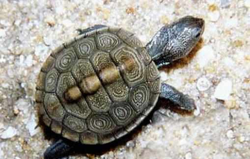 挑選健康的寵物龜的技巧