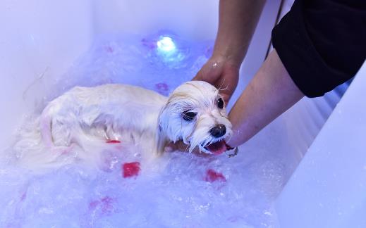 鏟屎官沒有留意到的小細節，讓狗狗倍感難受的同時，還容