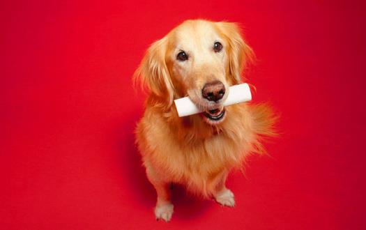 封锁狗撲人的妙招用最少的時間和精力解决狗撲人