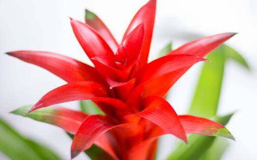 花卉的養殖注意事項根據家居風水不同養殖不同的花卉