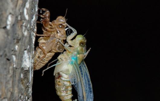 享用美味金蟬的同時避免破壞生態環境的建議