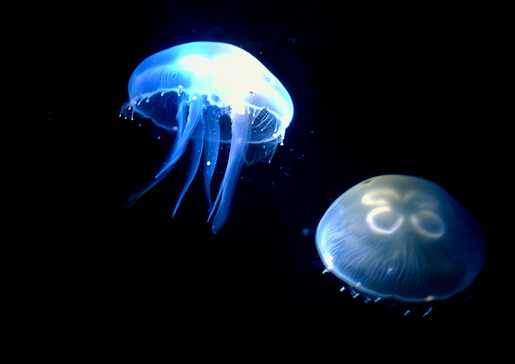 水母怎麼養?水母是怎麼運動的?