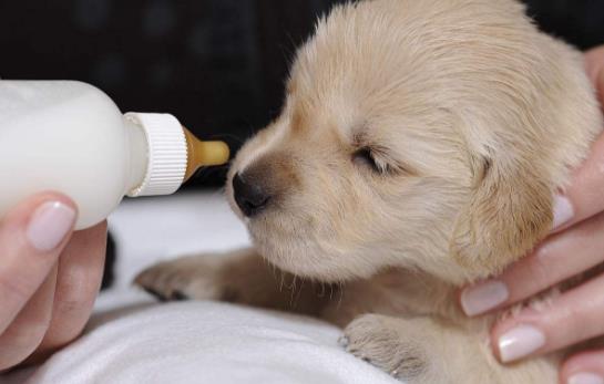 沒斷奶的小狗怎麼照顧？仔犬飼養方法