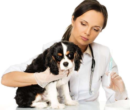 狗狗不配合打針怎麼辦給狗狗打針吃藥的方法