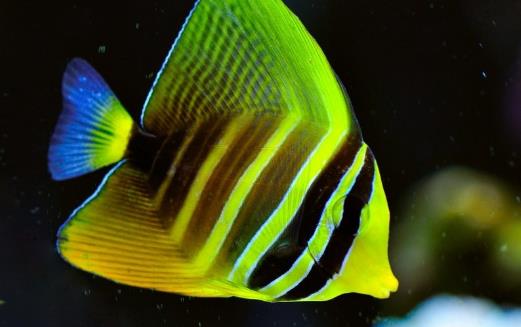 不同的觀賞魚有不同的意義觀賞魚飼養方法