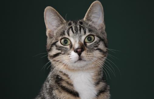 種必不可少的水果，對於猫咪來說，水果攝入同樣特別重要