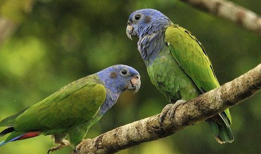 藍頭金剛鸚鵡的飼養方法藍頭金剛鸚鵡的價格