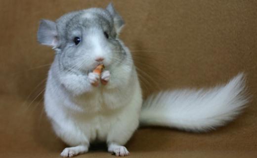 純白龍貓的簡介-純白龍貓的飼養環境